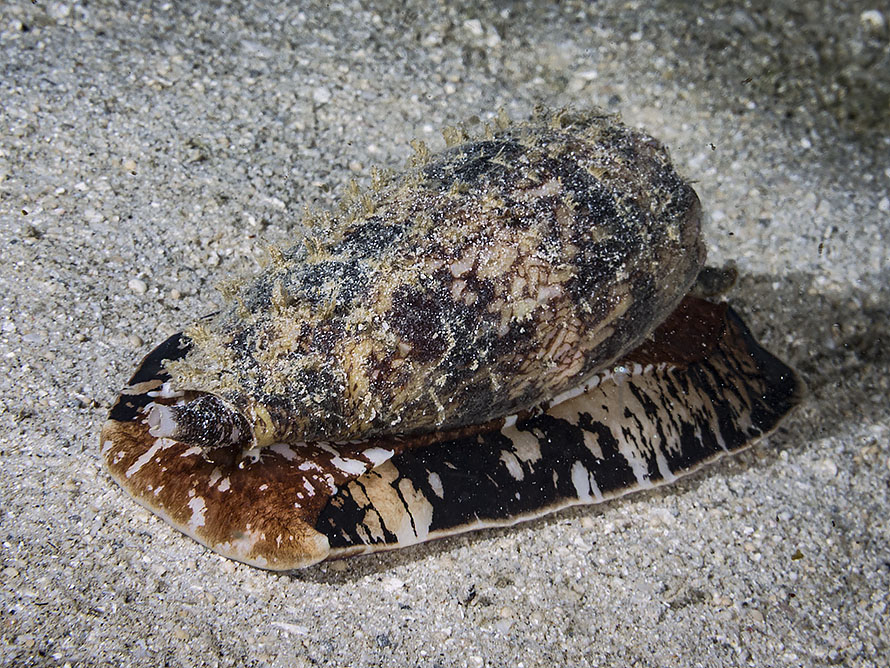 Conus geographus